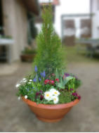 Grabschale Thuja